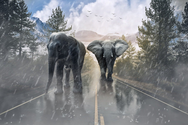 Ilustrasi Mengapa Gajah Memiliki Telinga Besar. Foto: Pixabay/ayoubZineLaarab