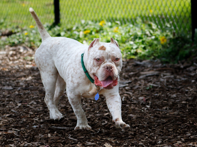 Ilustrasi anjing pitbull. Foto: GoDog Photo/Shutterstock