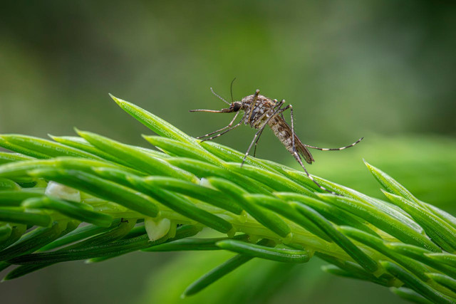 Ilustrasi nyamuk. Foto: Pexels