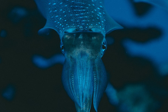 Ilustrasi Bagaimana Cumi-cumi Menyemprotkan Tinta. Foto: Unsplash/ Jonathan Diemel