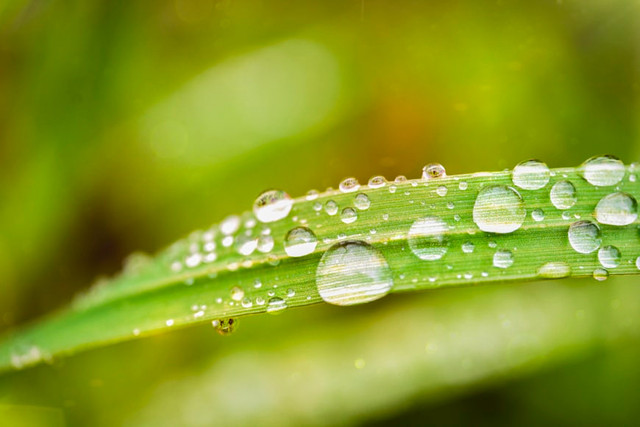 Ilsutrasi Kenapa Embun Muncul di Pagi Hari, Foto: Unsplash/Christian Buehner