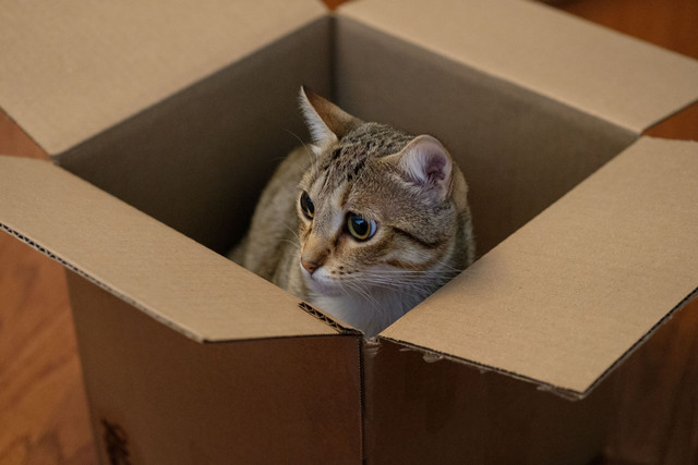 Ilustrasi kenapa kucing suka masuk kardus,Pexels/Jared Brotman
