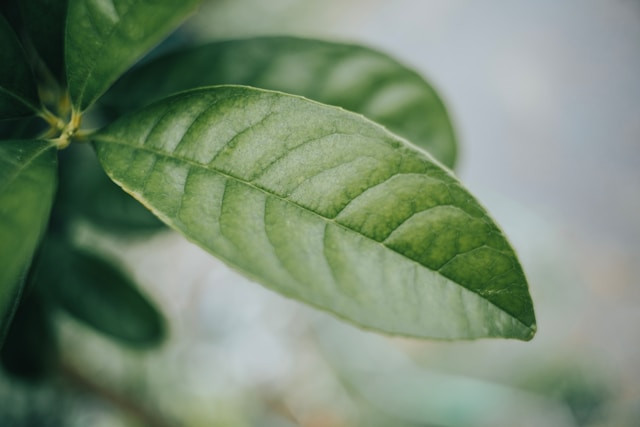 Ilustrasi mengapa daun berwarna hijau.Foto: Macro.jr / Unsplash