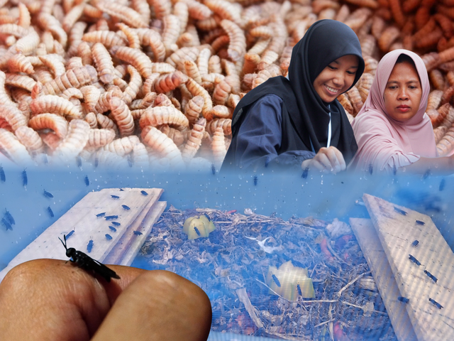 Maggot dan Black Soldier Fly hasil budi daya Tim KKNT Desa Ciberes 2026 (Dokumentasi KKNT IPB University)