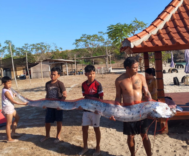 Kemunculan seekor ikan oarfish yang kerap dijuluki sebagai "ikan bencana" menghebohkan warga di kawasan Pantai Pink 3, Dusun Telone, Desa Sekaroh, Kecamatan Jerowaru, Lombok Timur, Selasa (25/8/2026). Foto: Dok. Pokdarwis Sekaroh