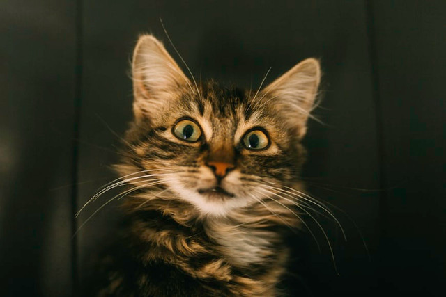 Ilustrasi Kenapa kucing suka mengejar laser?. Foto: Unsplash/Anton Darius