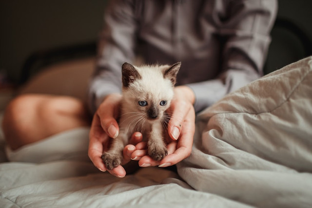 Ilustrasi Bagaimana kucing menjaga keseimbangan?. Foto: Unsplash/Helena Lopes