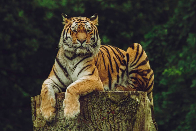 Mengapa Harimau Memiliki Belang. Unsplash.com/Frida Lannerström