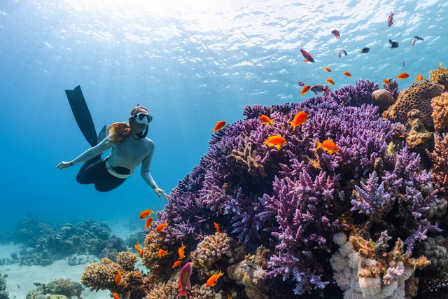 ILustrasi Mengapa suara terdengar berbeda di bawah air?. Foto: Unsplash/NEOM