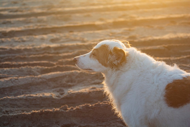 Kenapa anjing suka mengendus? Unsplash.com/Ria Truter
