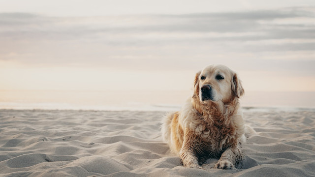 Kenapa anjing suka menggali tanah. Unsplash.com/Michał Bielejewski