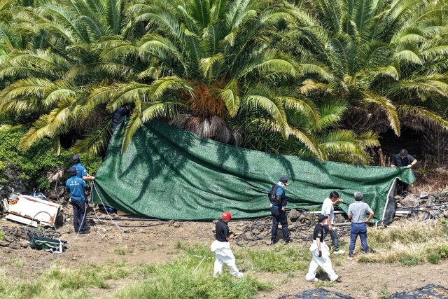 Petugas kepolisian berada di lokasi perkebunan pohon palem tempat jenazah orang hilang bernama Jang Mi-ran ditemukan di Pulau Jeju, Korea Selatan, Senin (24/8/2026). Foto: Yonhap via REUTERS