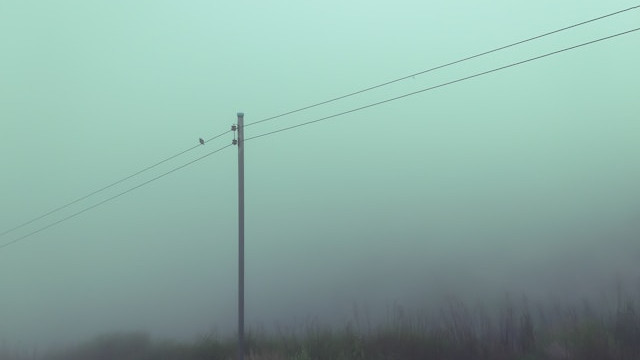 Ilustrasi mengapa burung bisa berdiri di kabel.Foto: Bacon3floors / Unsplash