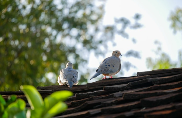 Ilustrasi kenapa burung menggoyangkan kepala. Foto: Phillip N / Unsplash