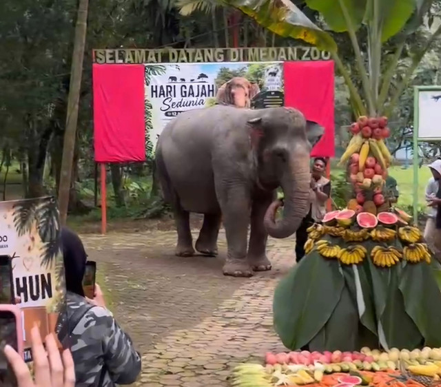 Siti, gajah di Medan Zoo ulang tahun ke-63. Foto: Medan Zoo