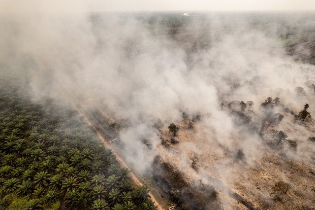 Foto udara asap membumbung saat terjadi kebakaran hutan dan lahan (karhutla) di lahan gambut Desa Rawasari, Tanjung Jabung Timur, Jambi, Rabu (26/8/2026). Foto: Wahdi Septiawan/ANTARA FOTO