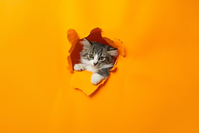 Ilustrasi Mengapa Kucing Membawa Pulang Hewan, Foto:Unsplash/Andy Quezada