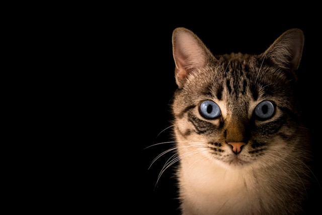 Ilustrasi Bagaimana Kucing Memilih Tempat Tidur, Foto:Unsplash/Pacto Visual