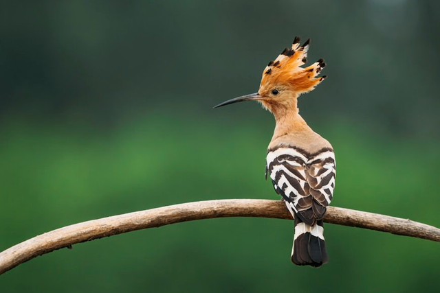 Ilustrasi Kenapa Burung Berkicau pada Pagi Hari, Foto:Unsplash/Daniel Mirlea