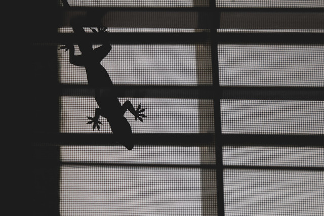Mengapa Cicak Bisa Menempel Dinding. Unsplash.com/Mahadev Ittina