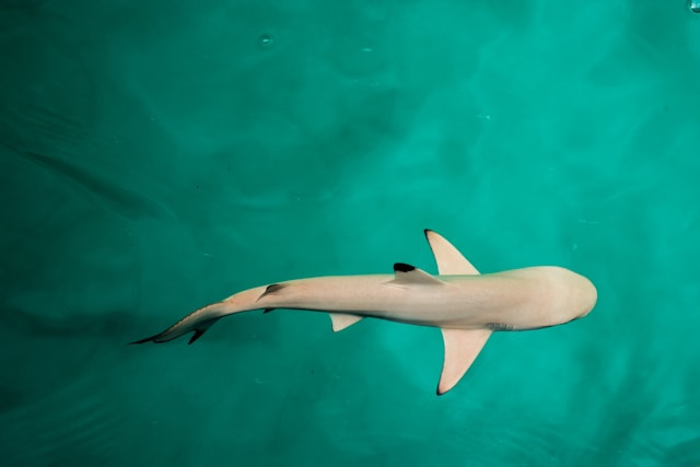 Ilustrasi bagaimana ikan menemukan arah.Foto: Ali Abdul Rahman / Unsplash