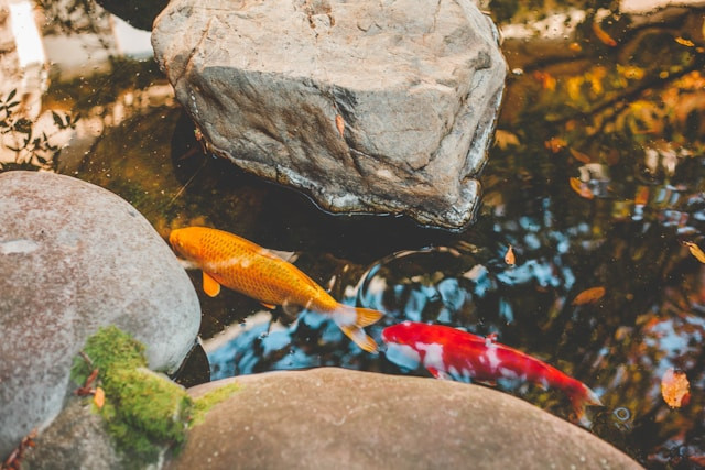 Ilustrasi bagaimana ikan tidur di air.Foto: Charles Postiaux / Unsplash