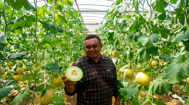 Tembus Pasar Singapura, Melon Asal Blitar Buktikan Kualitas Kelas Dunia. Foto: Dok. Istimewa