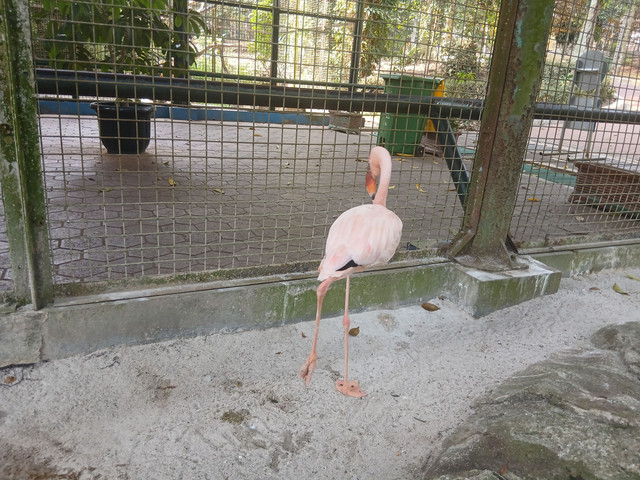 Ilustrasi Flamingo. Foto: Dokumentasi Sendiri