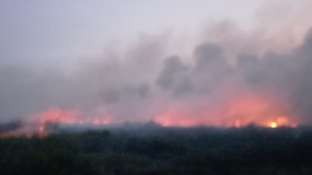 TN Berbak Sembilang terbakar, Rabu (26/8/2026). Foto: Dok. Istimewa
