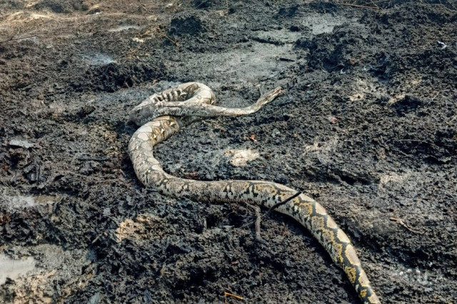 Ular piton mati terpanggang dalam kebakaran hutan dan lahan (karhutla) di kawasan gambut Teluk Dawan, Kabupaten Tanjung Jabung Timur, Jambi, Kamis (27/8/2026). Foto: Dok. Istimewa
