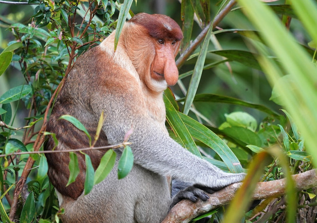 Ilustrasi Kenapa bekantan memiliki hidung besar. Foto: Unsplash.com/Bob Brewer