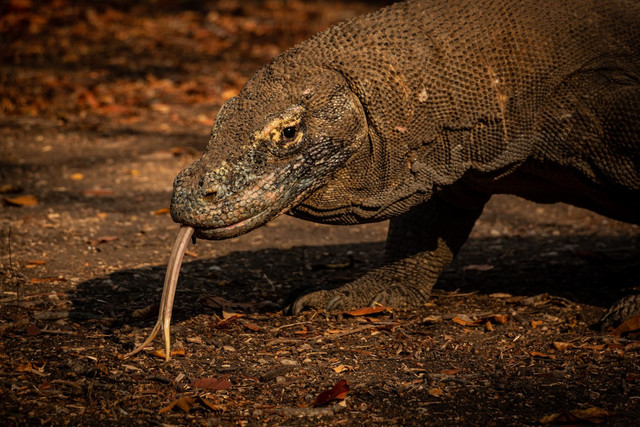 Ilustrasi Kenapa Komodo Memiliki Lidah Bercabang,Foto:Unsplash/Rasmus Gundorff Sæderup