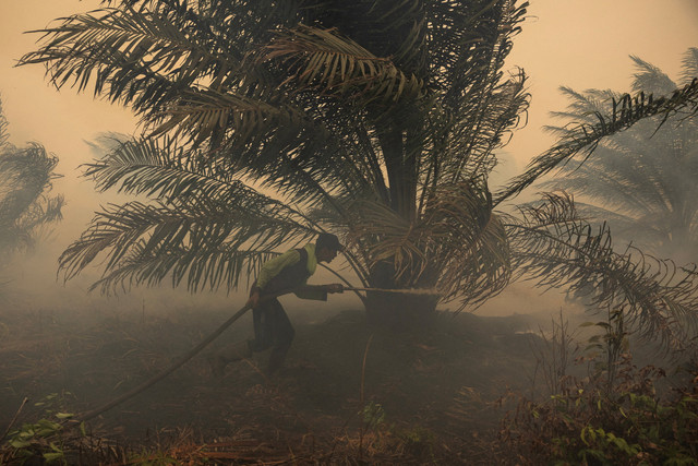 Seorang petani setempat menyemprotkan air untuk mencoba memadamkan kebakaran hutan yang membakar perkebunan kelapa sawitnya di Sungai Putri, Kabupaten Ketapang, Kalimantan Barat, Minggu (30/8/2026). Foto: Willy Kurniawan/REUTERS