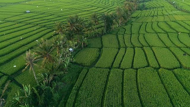 Sumber: https://kumparan.com/rabiul-misa/menjaga-rupiah-dari-lahan-sawah-27cwuHRSuVy
