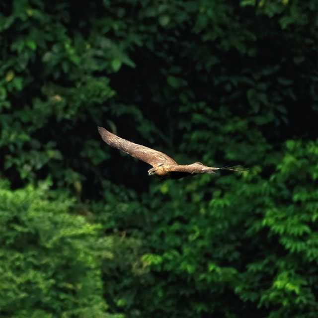 Elang Jawa. Foto: Jihad/Burung Indonesia