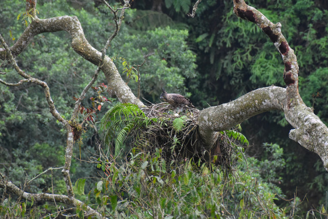 Elang Jawa. Foto: Ikmal M. Huda/Burung Indonesia