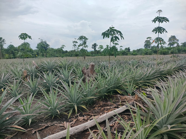 Hamparan Perkebunan Nanas Bikang. Dok. Pribadi
