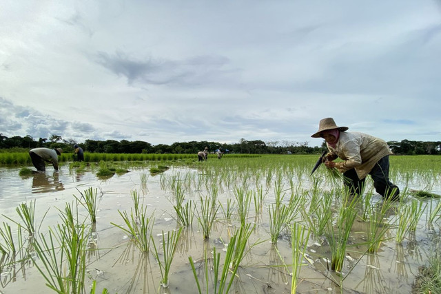 Ilustrasi petani di pedesaan. Foto: ANTARA/Muhammad Rastaferian Pasya