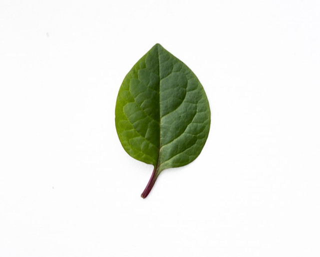 Ilustrasi Kenapa Daun Talas Sulit Basah, Foto:Unsplash/Kwang Javier