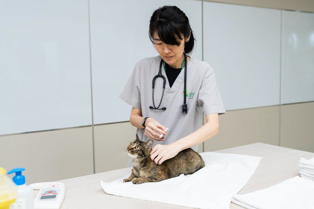 Kucing di Singapura Foto: FB/@alvinshtan