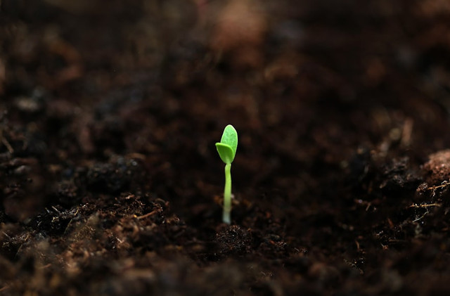Ilustrasi Perbedaan Biji dan Benih, Foto:Unsplash/Fahim mohammed jaseem