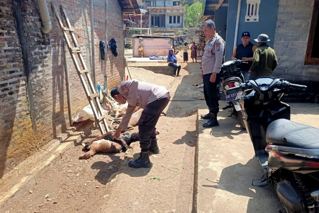 Sebanyak tujuh kambing milik warga Tepus, Kabupaten Gunung Kidul, mati diduga dimangsa hewan liar, Rabu (3/9/2026). Foto: Dok. Polsek Tepus
