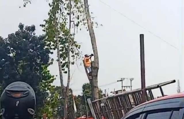 Pekerja proyek sebelum tertimpa pohon yang ditebangnya dan jatuh. Dok. Istimewa