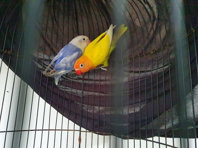 Pesona warna-warni lovebird yang . Foto: dokumen pribadi