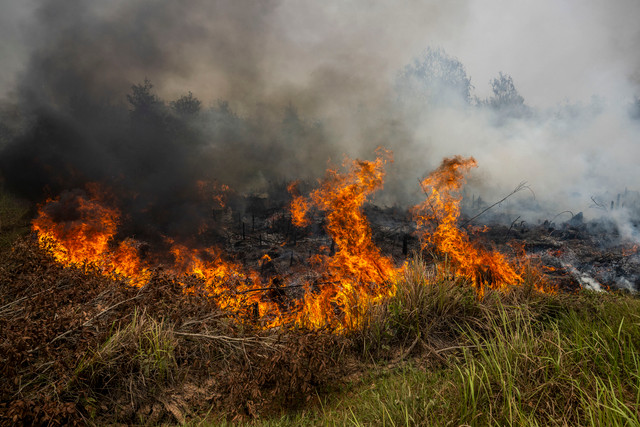 Api membakar lahan di Banjarbaru, Kalimantan Selatan, Kamis (3/9/2026). Foto: Bayu Pratama S/ANTARA FOTO