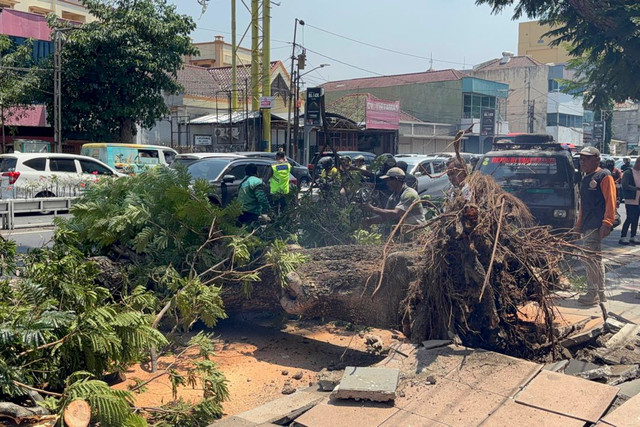 Pohon tumbang di Jalan Pandanaran, Semarang, yang timpa 3 pengendara sepeda motor, Jumat (4/9/2026). Foto: Intan Alliva/kumparan