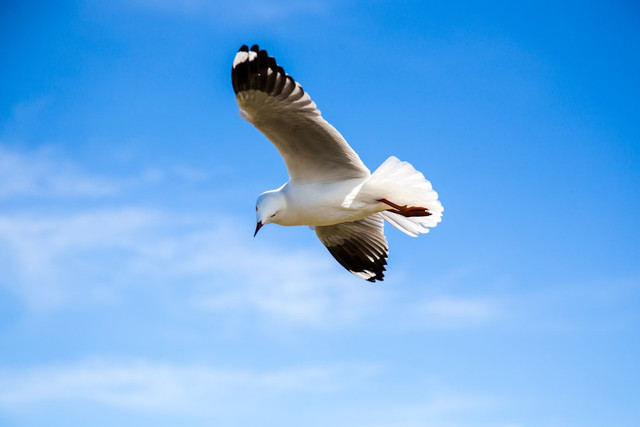 ilustrasi apakah burung bisa tidur sambil terbang. unsplash/calvinkan
