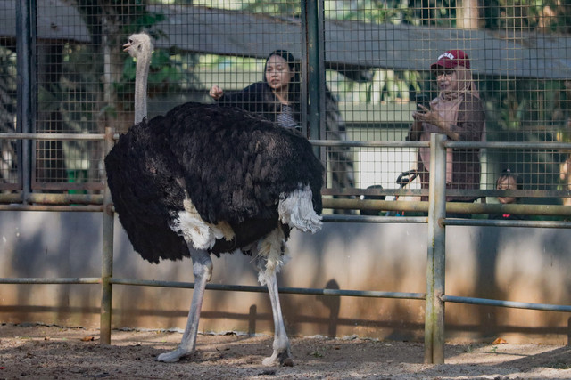 Warga mengunjungi Taman Margasatwa Ragunan (TMR), Jakarta Selatan, Sabtu (5/9/2026). Foto: Jamal Ramadhan/kumparan