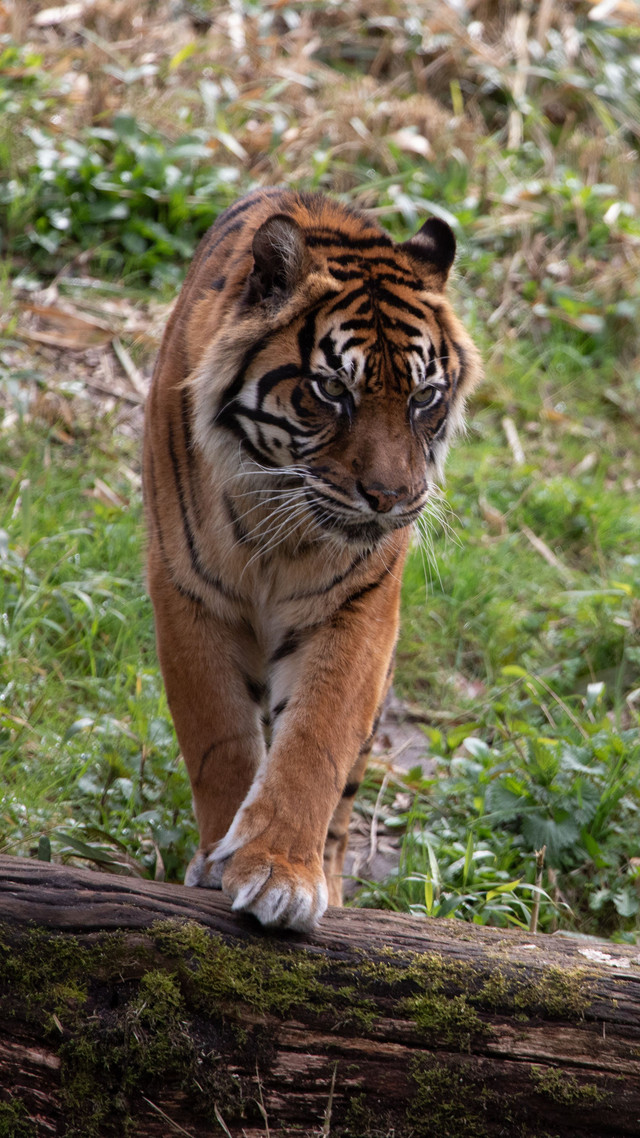 Ilustrasi Harimau Sumatra. Foto: Pexels/Petra Ryan