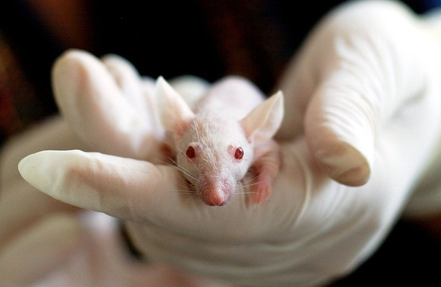 Ilustrasi animal, mouse, experiment. Foto: Pixabay